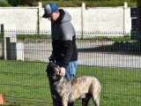 Les Chiens d'Anna