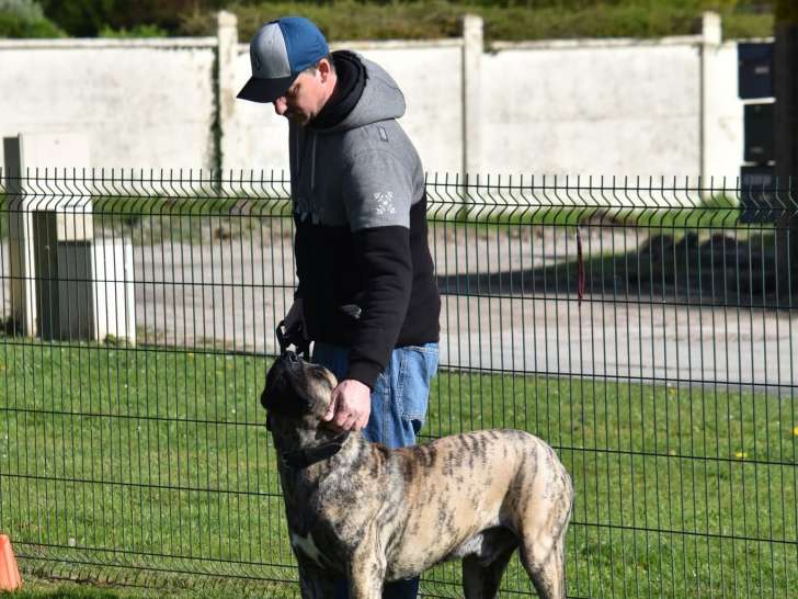 Les Chiens d'Anna