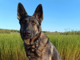 Les Chiens d'Anna