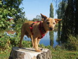 Patte Attitude 