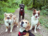 Walking Truffes