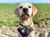 Walking Truffes