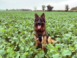 Walking Truffes