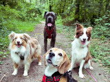 Walking Truffes