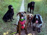 Walking Truffes