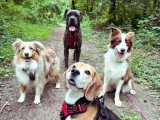Walking Truffes