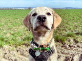 Walking Truffes