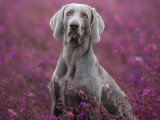 Orion Photography