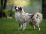 Canis Dei