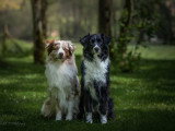 Canis Dei