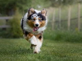 Canis Dei