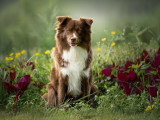 Canis Dei
