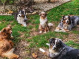 Canis Dei