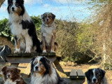 Canis Dei