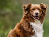 Canis Dei