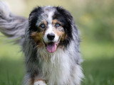 Canis Dei