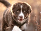 Canis Dei