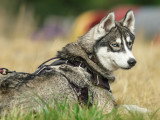 La Solution Canine