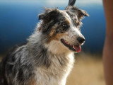 La Solution Canine
