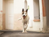 La Solution Canine
