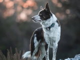 La Solution Canine