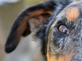 La Solution Canine