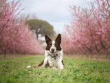 La Solution Canine