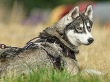 La Solution Canine