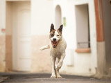 La Solution Canine