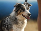 La Solution Canine