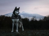 La Solution Canine