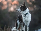 La Solution Canine