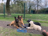  À l'Oreille du Chien