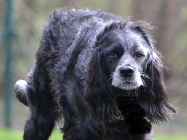  À l'Oreille du Chien