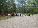  À l'Oreille du Chien