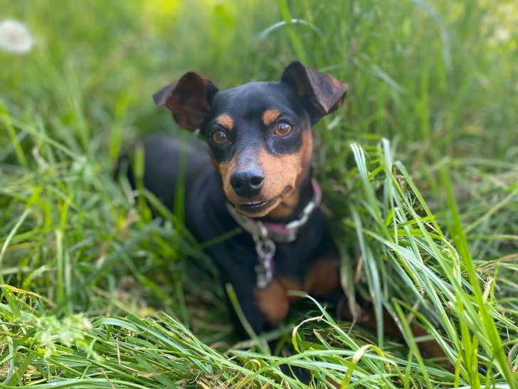 Nat Educ Dog