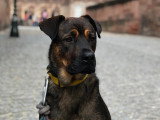 Silvia - Instinct Canin