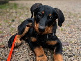 Silvia - Instinct Canin