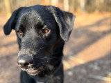 Silvia - Instinct Canin