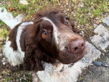 Silvia - Instinct Canin