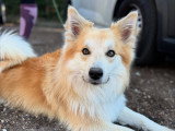 Silvia - Instinct Canin