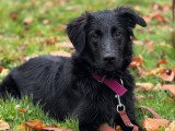 Silvia - Instinct Canin
