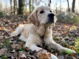 Silvia - Instinct Canin