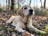 Silvia - Instinct Canin