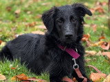 Silvia - Instinct Canin