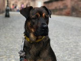 Silvia - Instinct Canin
