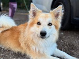 Silvia - Instinct Canin