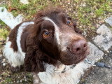 Silvia - Instinct Canin