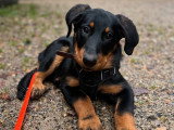 Silvia - Instinct Canin