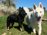 Silvia - Instinct Canin